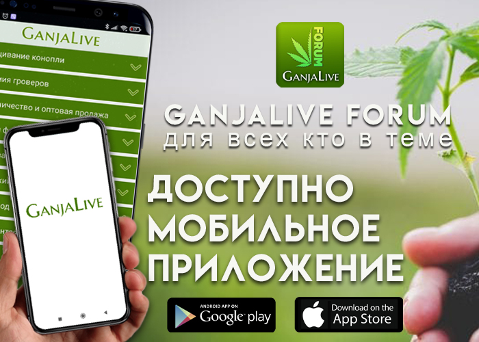 Бесплатное приложение «GanjaLive» – подарок от форума!