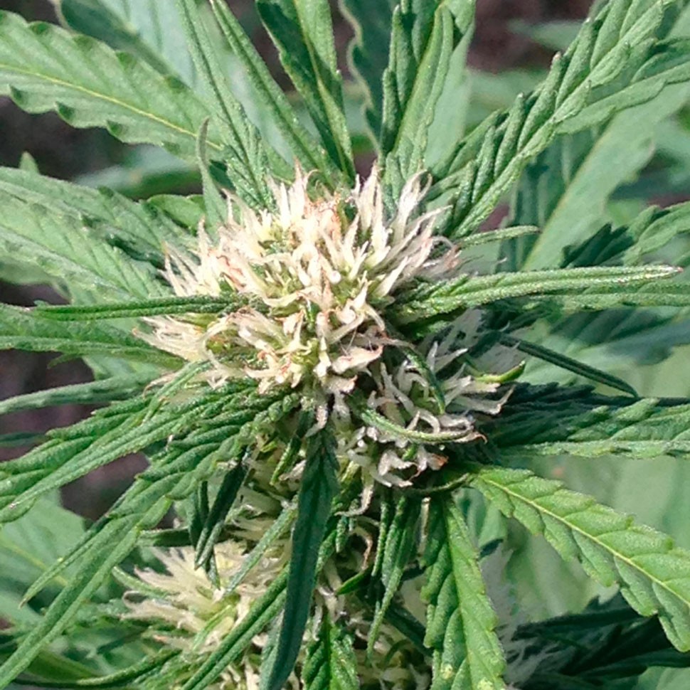 Семена каннабиса  Auto Somango feminised Ganja Seeds