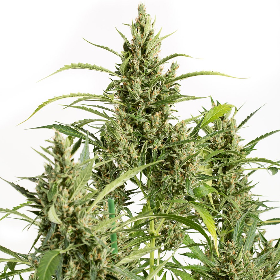 Семена ганжа Amnesia feminised Neuro Seeds