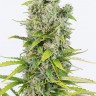 заказ семян конопли Amnesia feminised заказ семян конопли Amnesia feminised