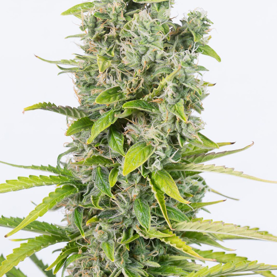 заказ семян конопли Amnesia feminised заказ семян конопли Amnesia feminised