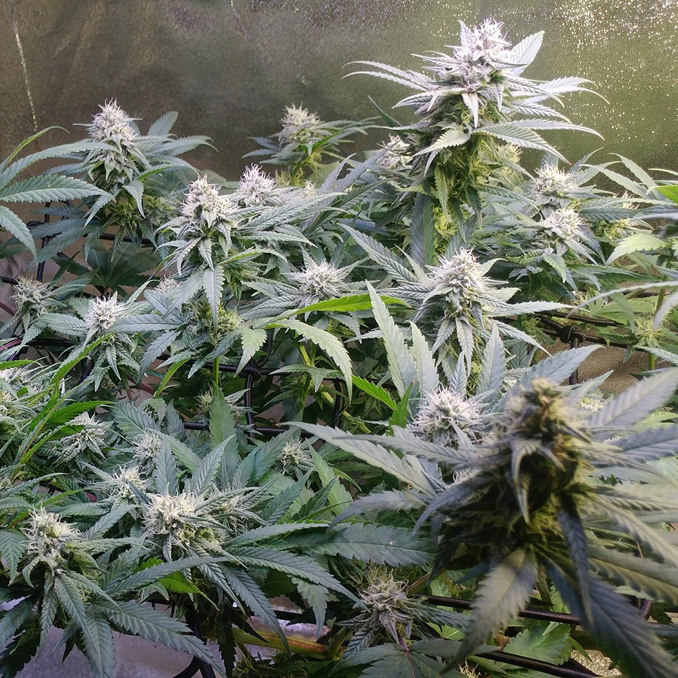 Семена конопли  Original Berry feminised Victory Seeds