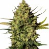 Семена ганжа  Auto Think Different feminised Ganja Seeds