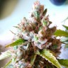 Семена Auto Royal Creamatic feminised Ganja Seeds