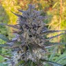 Семена марихуаны  Super Stinky feminised Ganja Seeds