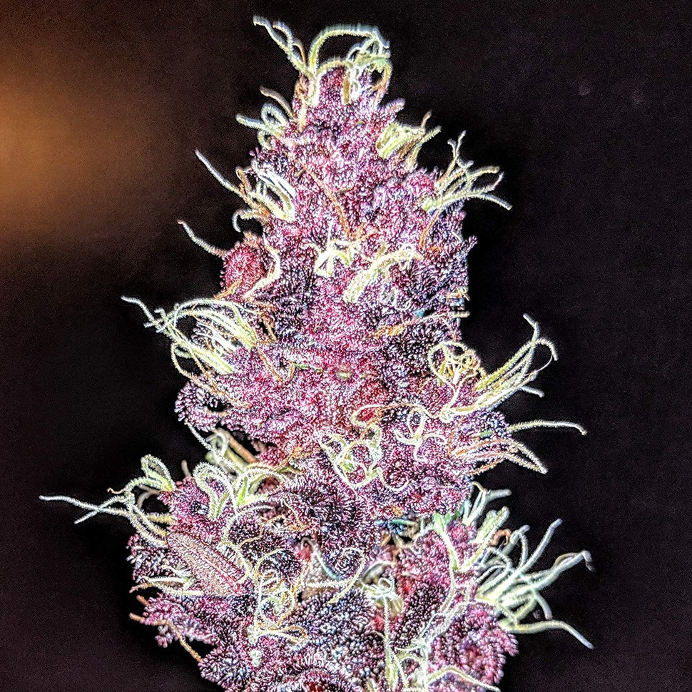 Семена каннабиса  Auto Diesel feminised Ganja Seeds