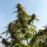 Auto White Widow CBD feminised Ganja Seeds