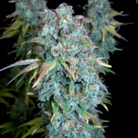 Magic Bud regular Ganja Seeds