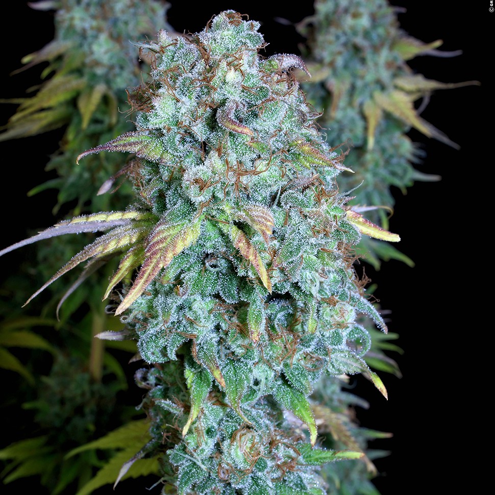 Семена конопли  Magic Bud regular Ganja Seeds