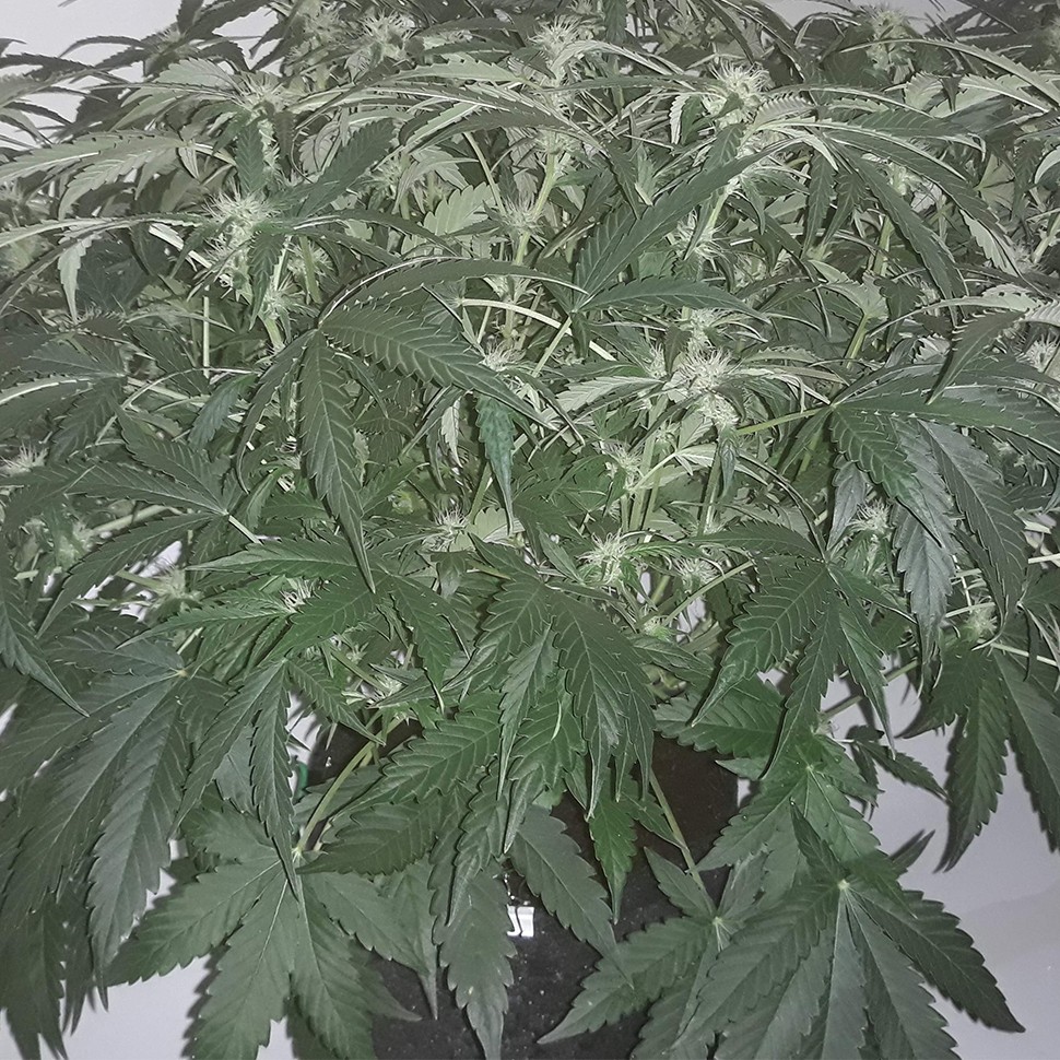 Семена ганжа  Auto X.Treme feminised Ganja Seeds