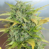 Auto Royal Kush feminised Ganja Seeds