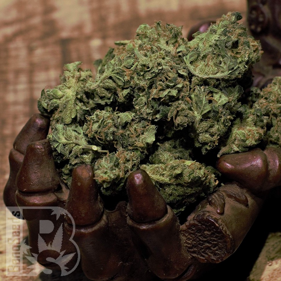 Cheese Berries feminised Ganja Seeds