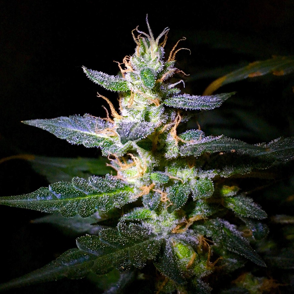 купить качественные семена конопли Auto Jack regular