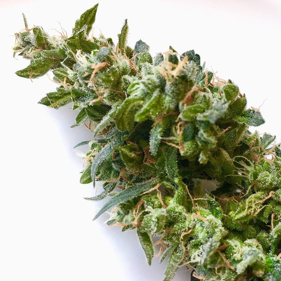 купить автоцветущие семена конопли Auto Jack regular