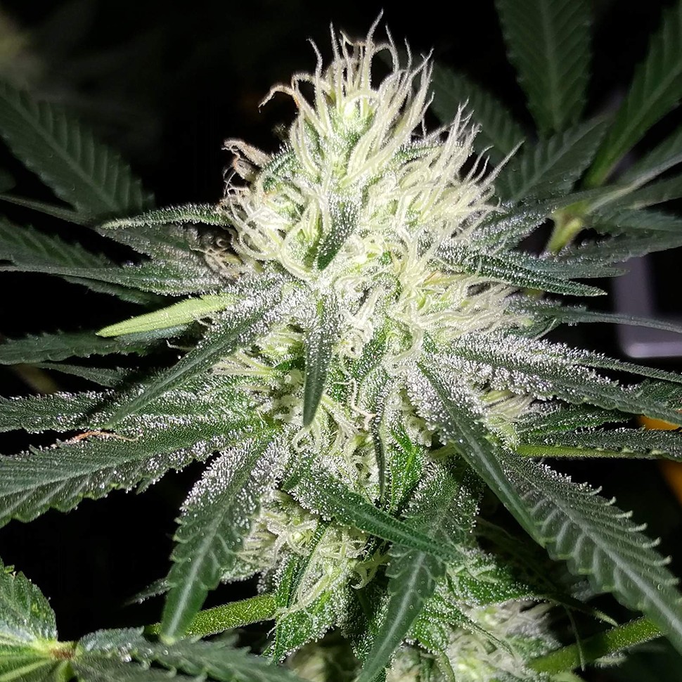Семена конопли  Auto Bubblelicious feminised Ganja Seeds