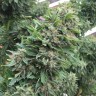 купить семена Blueberry feminised Ganja Seeds