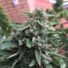 качественные семена конопли Blueberry feminised Ganja Seeds