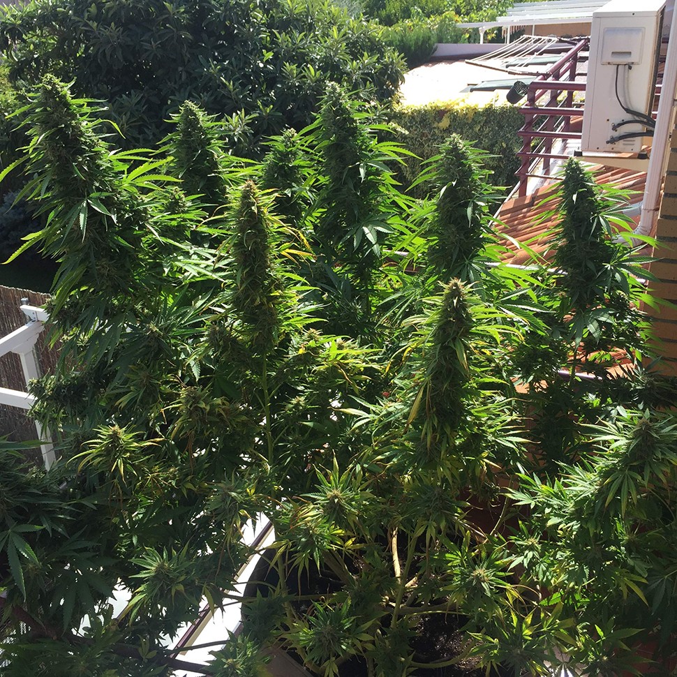 семена каннабиса Blueberry feminised Ganja Seeds