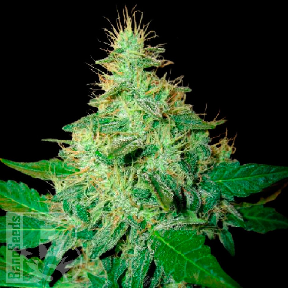 Семена марихуаны  Auto Royal Haze feminised Ganja Seeds