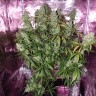 Семена  The Ultimate feminised Ganja Seeds