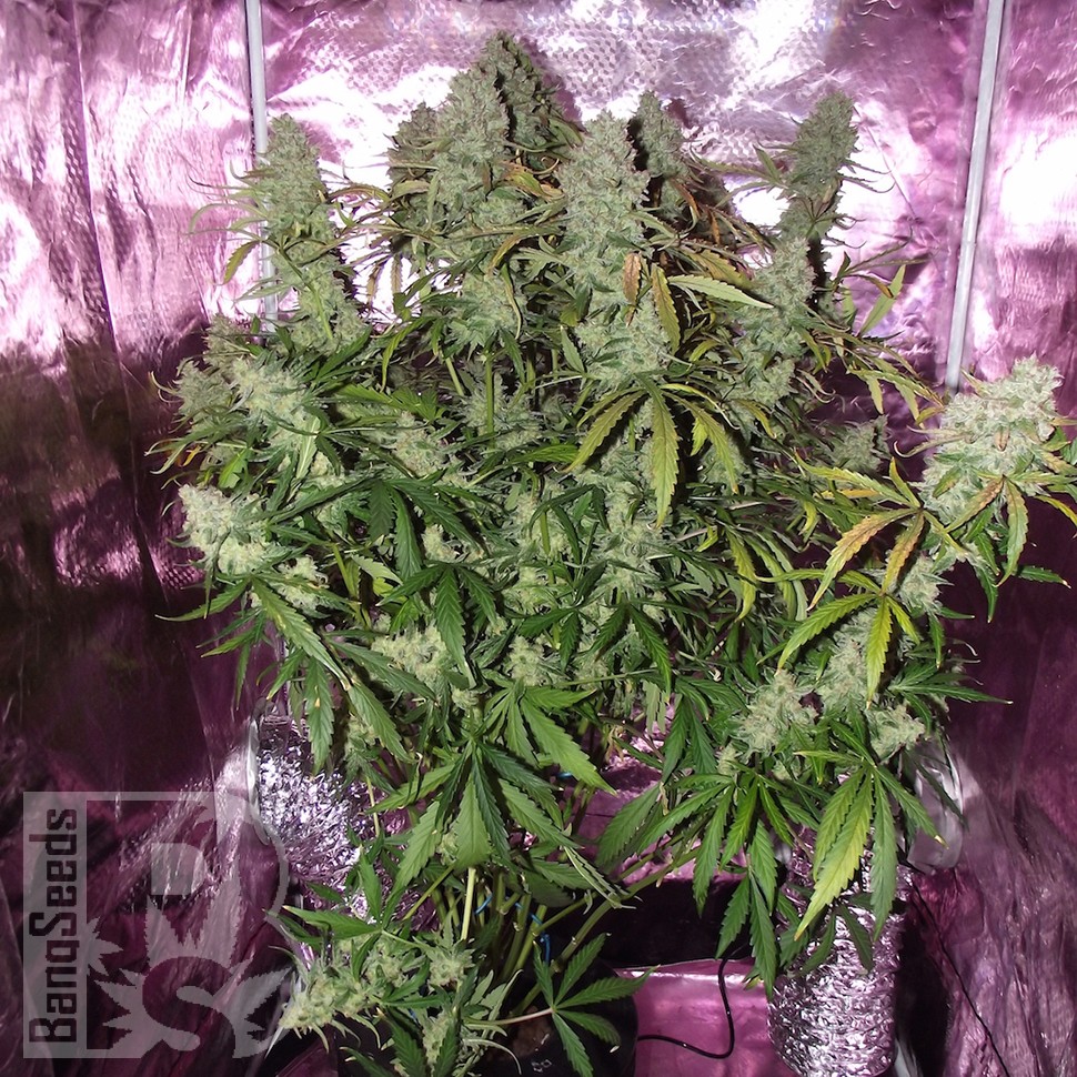 Семена  The Ultimate feminised Ganja Seeds