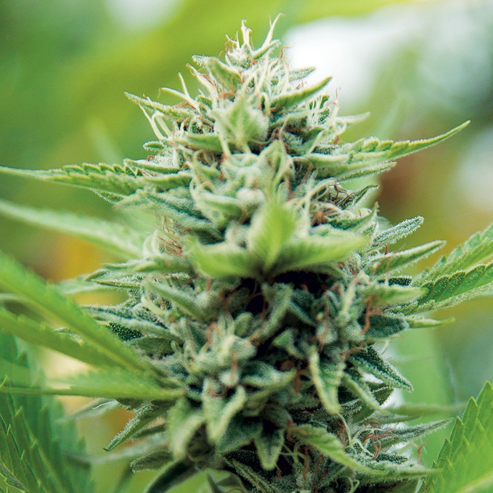 Семена конопли  Alexandriya regular Ganja Seeds