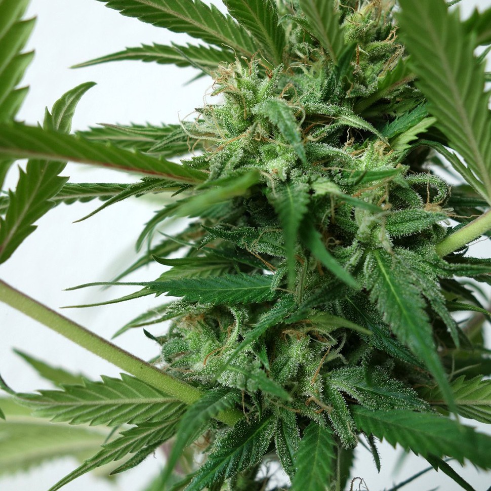Семена  New York Diesel feminised Neuro Seeds