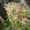 семена конопли Cookies Kush feminised Ganja Seeds семена конопли Cookies Kush feminised Ganja Seeds