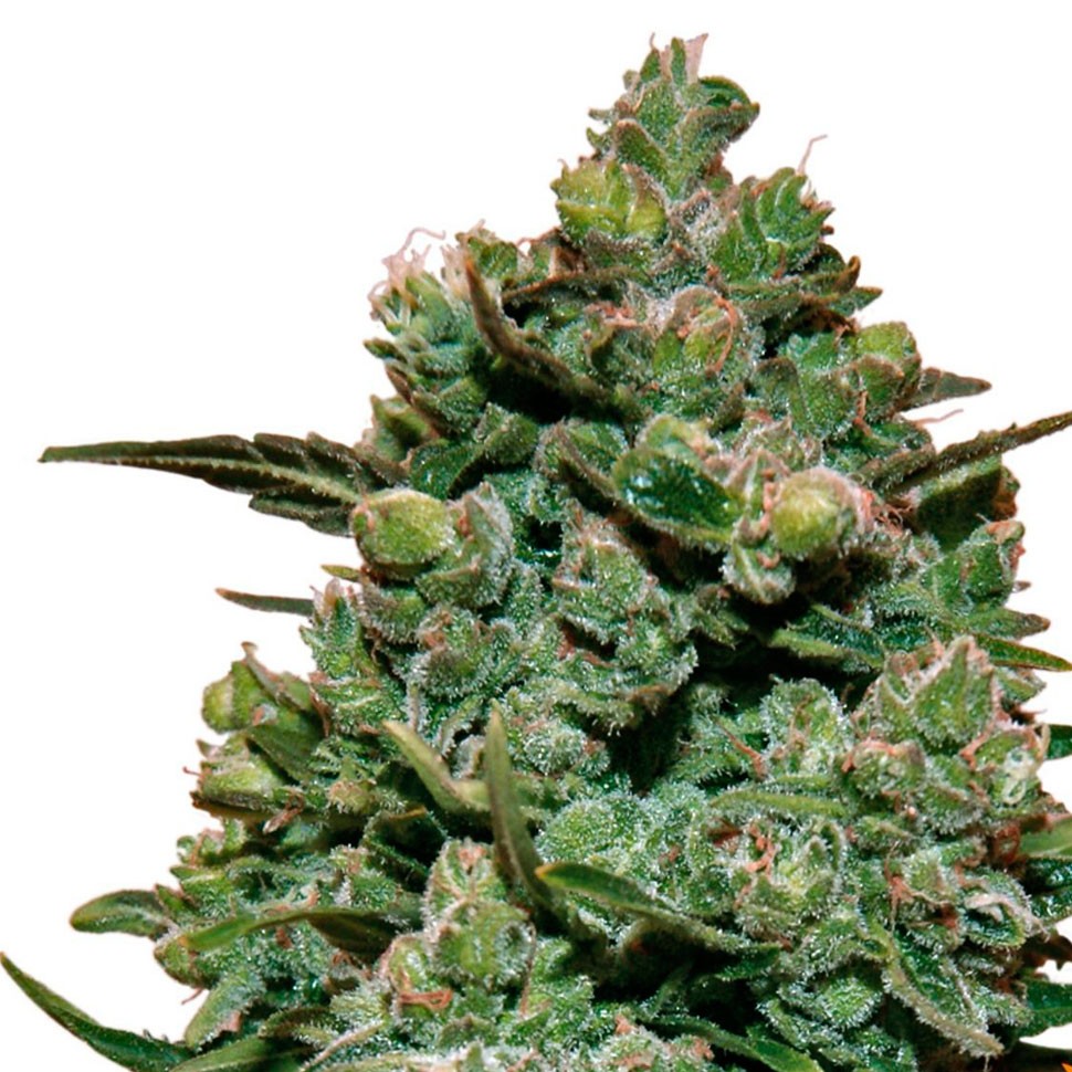 семена каннабиса Cookies Kush feminised Ganja Seeds семена каннабиса Cookies Kush feminised Ganja Seeds