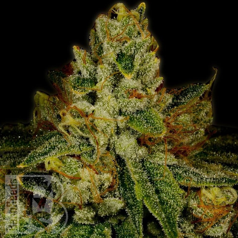 Семена каннабиса Cookies Kush feminised Ganja Seeds Семена каннабиса Cookies Kush feminised Ganja Seeds