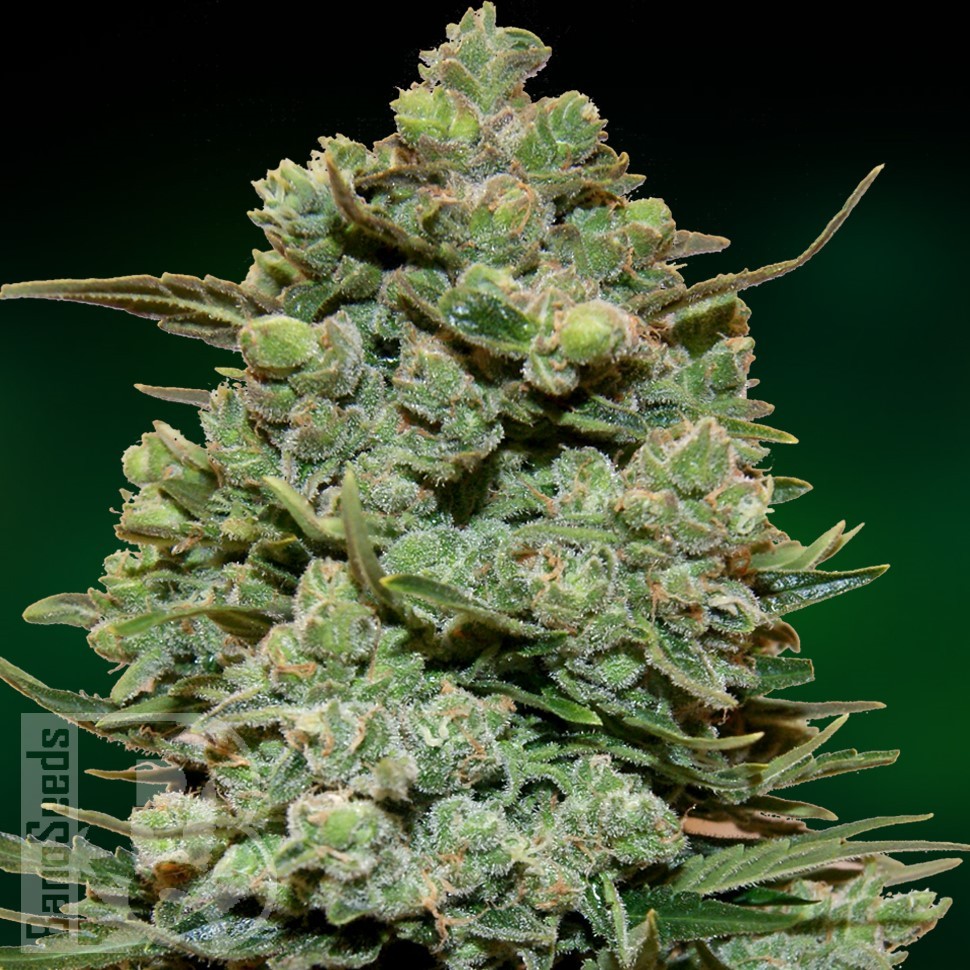 Семена каннабиса Cookies Kush feminised Ganja Seeds Семена каннабиса Cookies Kush feminised Ganja Seeds