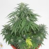 Семена  Top Skunk 44 x AK 47 feminised Ganja Seeds