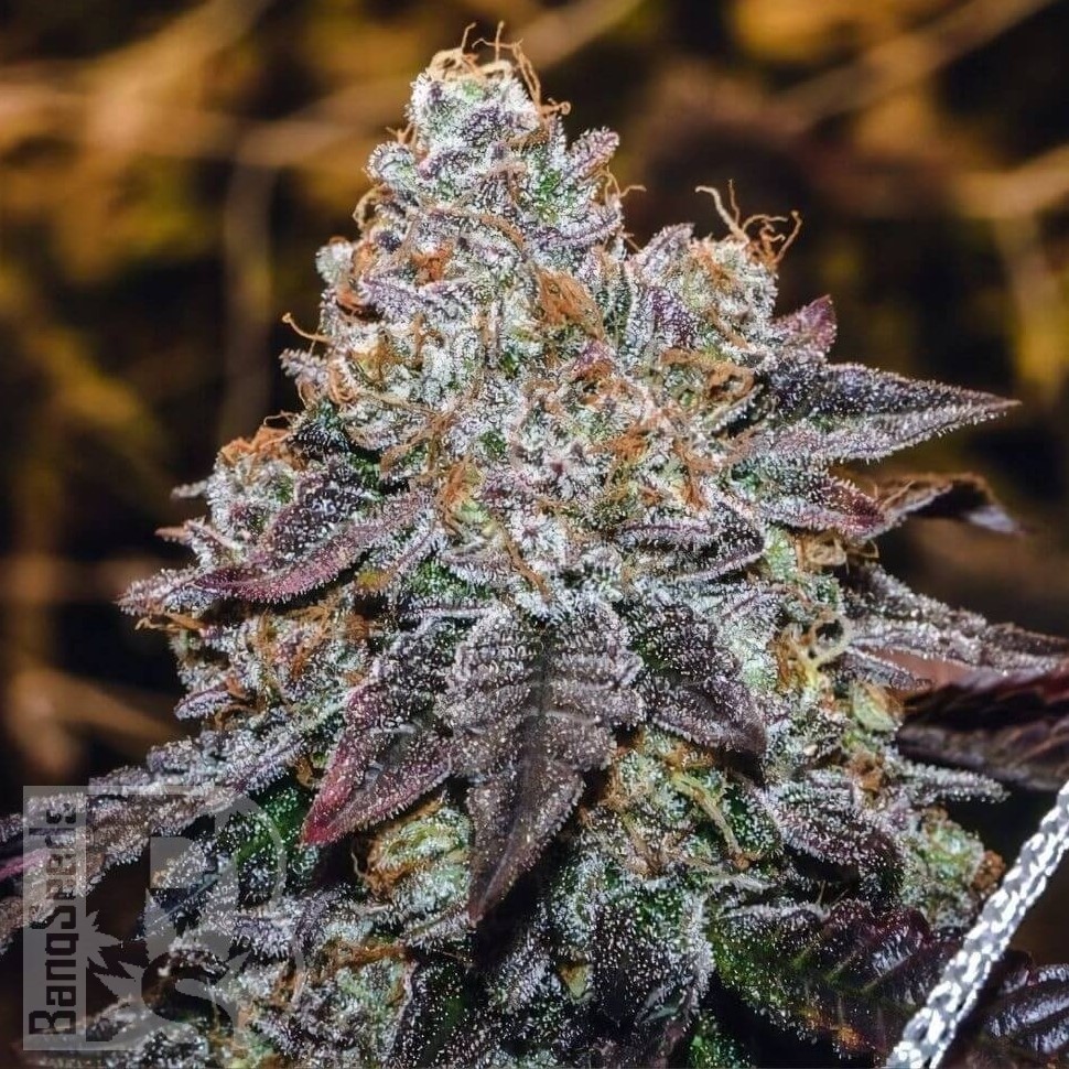 Семена каннабиса  Mama Mia regular Ganja Seeds