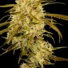 Семена каннабиса Auto Haze Gom feminised Ganja Seeds Семена каннабиса Auto Haze Gom feminised Ganja Seeds