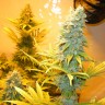 Northern Light feminised Neuro Seeds
