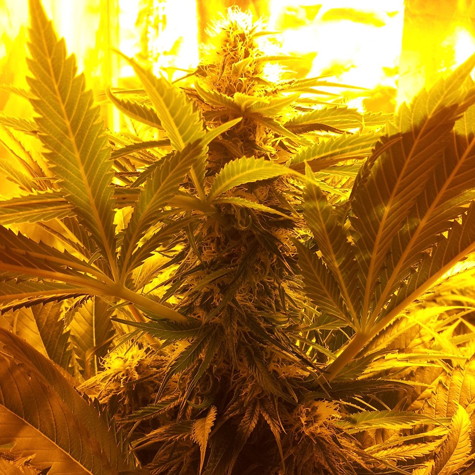 купить семена конопли f1 в оригинальной упаковке Northern Light feminised купить семена конопли f1 в оригинальной упаковке Northern Light feminised