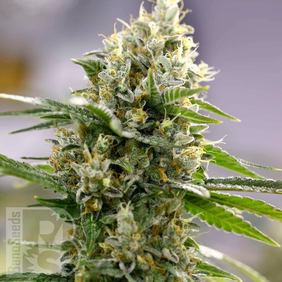 Семена ганжа  Auto Easy Bud feminised Ganja Seeds