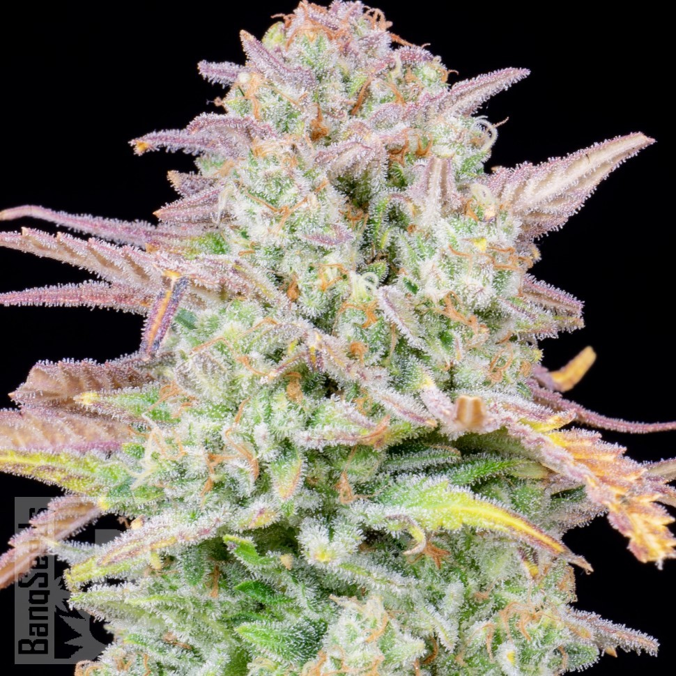 Семена конопли  Train Wreck feminised Ganja Seeds