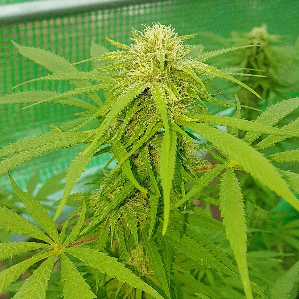 заказать хорошие семена конопли Lemon reg