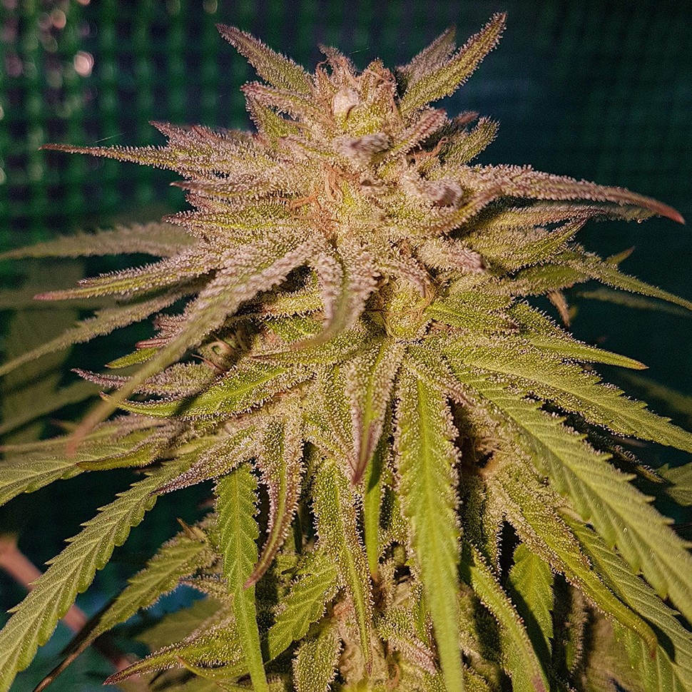 Семена  Lemon regular Ganja Seeds