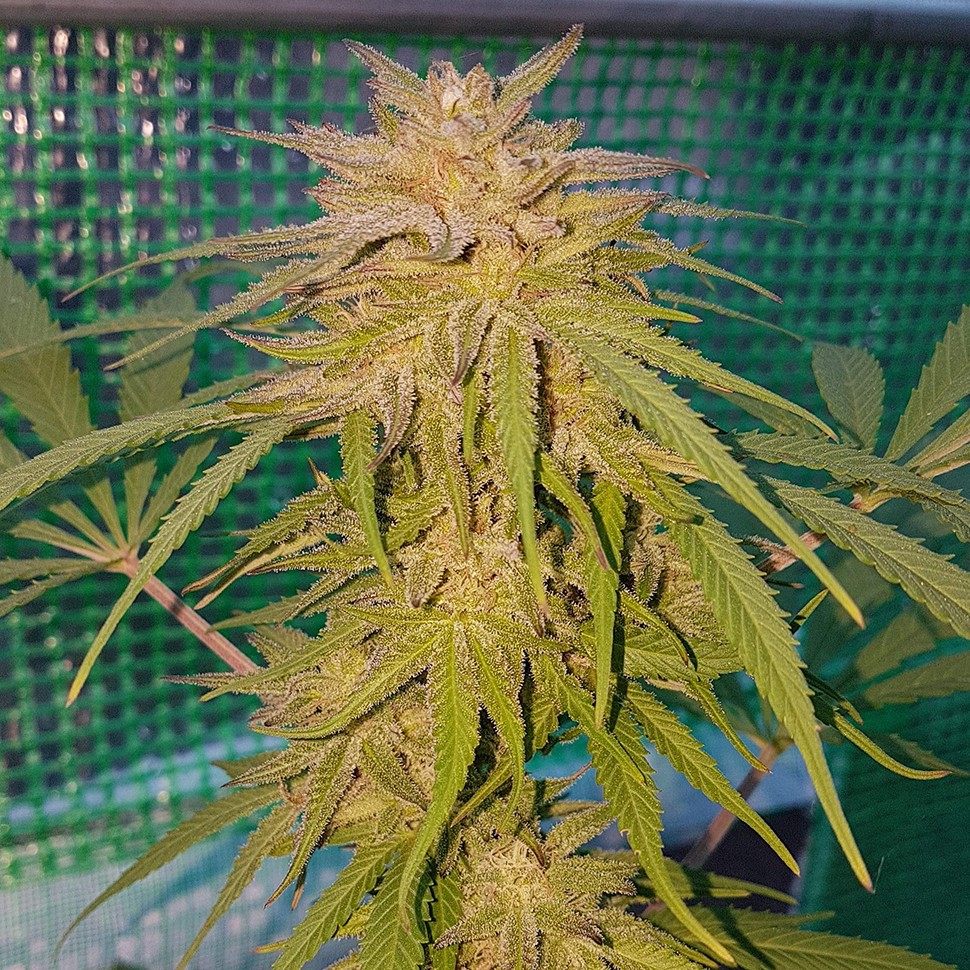 купить семена конопли в оригинальных упаковках Lemon reg