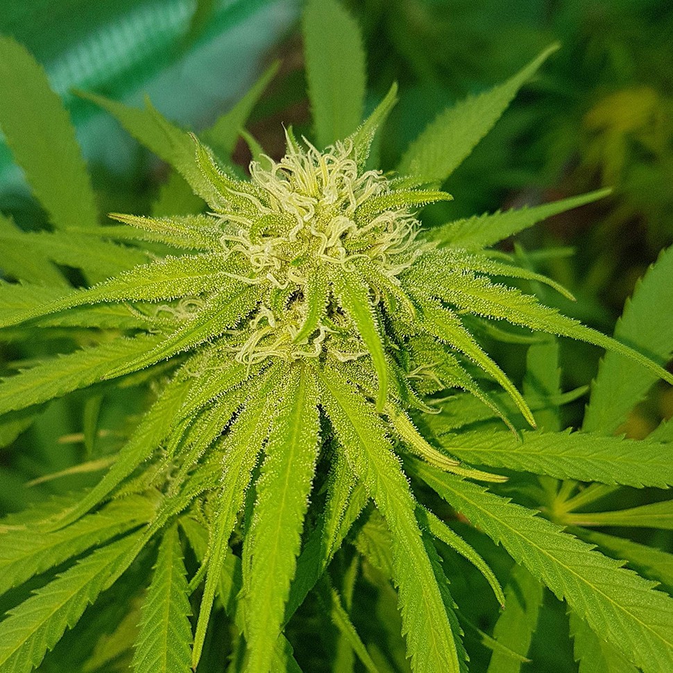 заказать семена конопли Казахстан Lemon reg