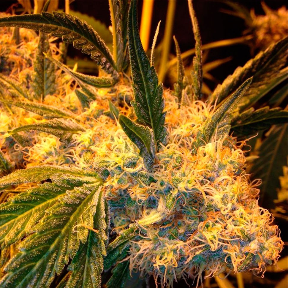 купить семена конопли в Украине Auto Heaven feminised