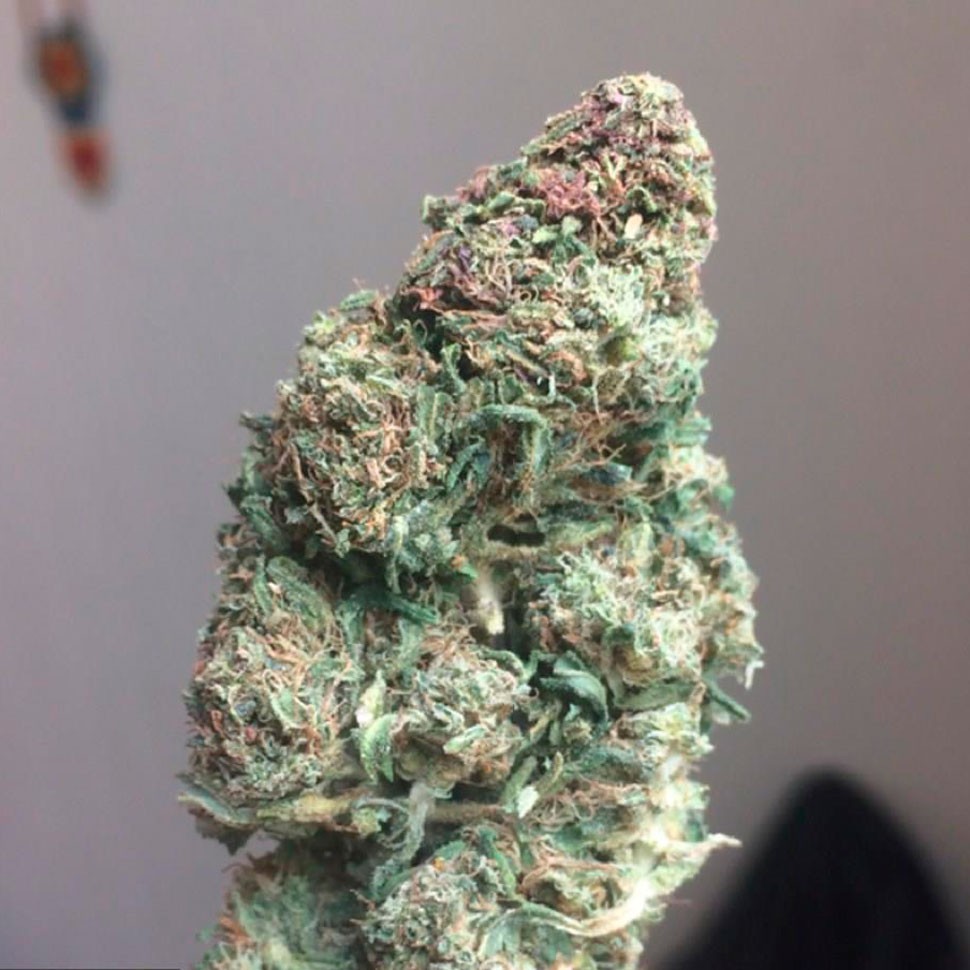 купить семена конопли недорого Auto Heaven feminised