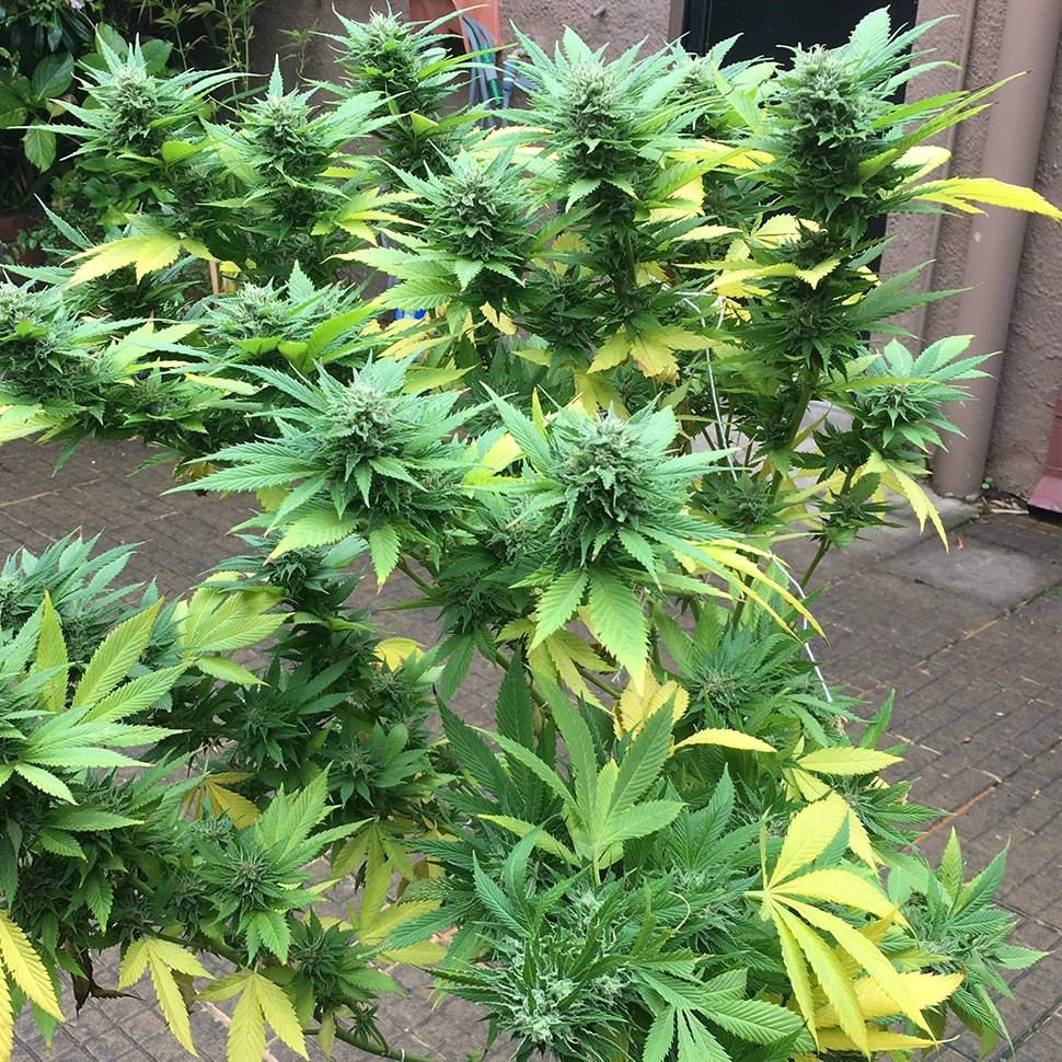 Семена  Durban Poison feminised Ganja Seeds