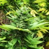 качественные семена конопли Durban Poison feminised Ganja Seeds