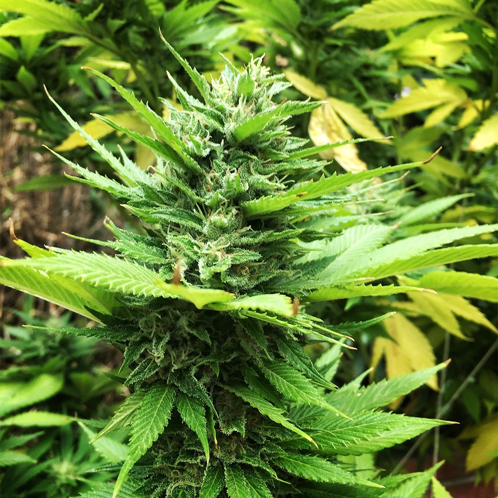 качественные семена конопли Durban Poison feminised Ganja Seeds