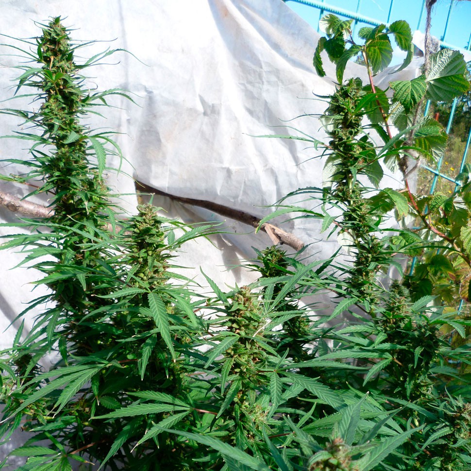 Семена конопли Durban Poison feminised Ganja Seeds