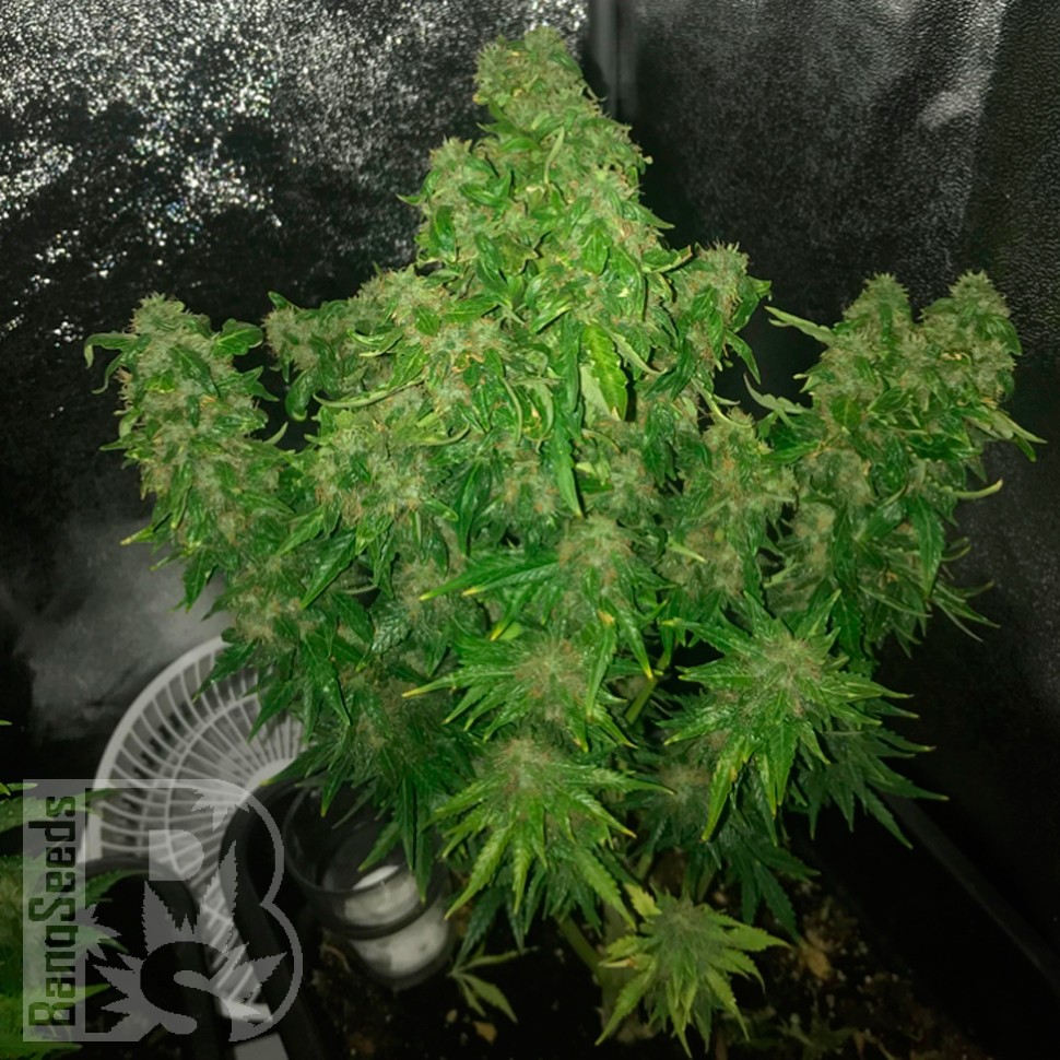 Семена каннабиса  Auto Quick One feminised Ganja Seeds