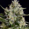 Семена  Warlock feminised Ganja Seeds